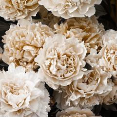 beige peonies on dark background. minimal floral and nature style, selective focus, holiday card. coffee tones flowers, modern design, boho concept.