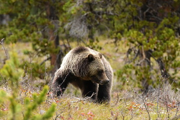 Obraz premium grizzly turn
