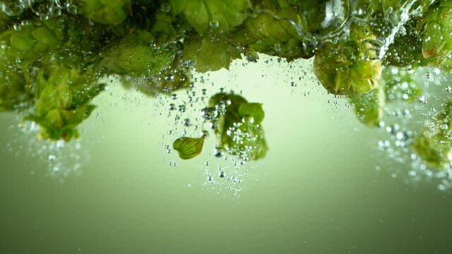 Super slow motion of falling fresh hops cones into water. Isolated on green background. Underwater shot. Filmed on high speed cinema camera, 1000 fps. Speed ramp effect.