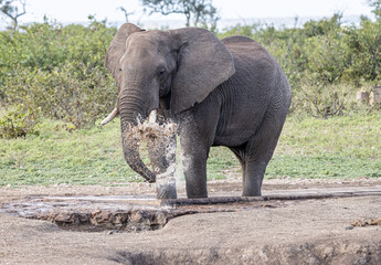 Fototapeta premium African Elephant at water hole