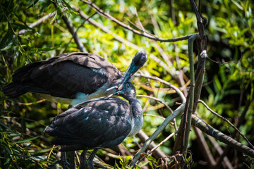 Baby Ibis in the Trees