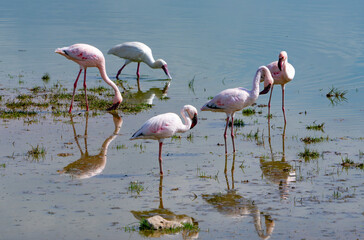 Fototapeta na wymiar pink flamingos in the lake