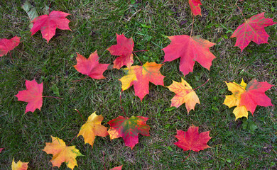 Fototapeta na wymiar Autumnal colorful maple leaves on a green grass background. Top view, flat lay