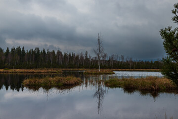 Fototapeta na wymiar Sumava protected landscape area in the Czech Republic in Europe. Area Chalupska slat - forests, meadows, path to slat.
