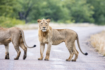 lion and lioness