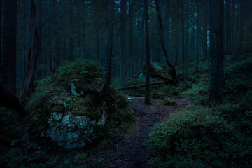 dark mystical forest at night