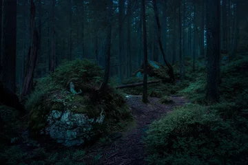 dunkler mystischer wald in der nacht © CaptionFLINT