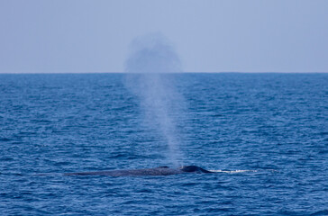 Whale blow hole; Blue whale blowing out water; whale spouting water from blow hole; whale blow hole; whale spraying water	