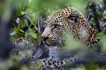 close up of leopard