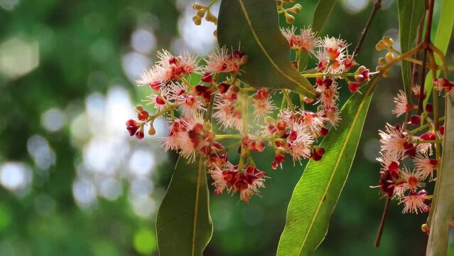 Yellow gum also known as White ironbark leaves, flowers and buds on blurred background. Eucalyptus leucoxylon tree, vulnerable flora, australia, pink, 