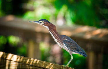 tri colored heron