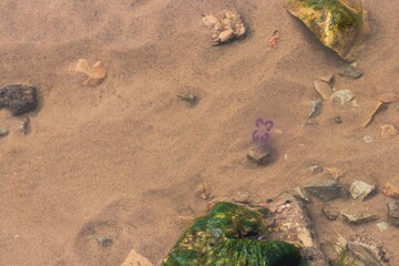 jellyfish of the Baltic Sea, a small transparent invertebrate, marine fauna