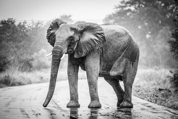 elephant in the rain