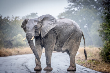 Fototapeta na wymiar elephant in the rain