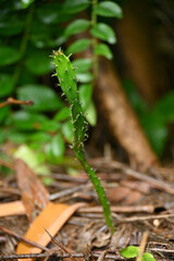 closeup the green ripe cactus plant in the forest soft focus natural green brown background.