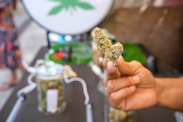 Man Hand Picking Green Cannabis or Weed at Dispensary in Thailand. Blurred Background for Copyspace