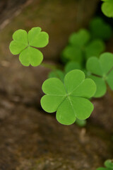 closeup the bunch ripe green grass plant leaves soft focus natural green green brown background.