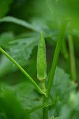 closeup the ripe green ladyfinger with leaves and plant growing in the farm soft focus natural green brown background.