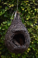 bird nest, Kilkenny, Ireland