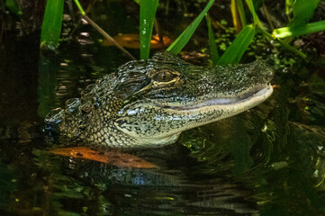 Alligator