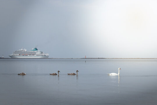 boats on the river,ferry leaving to the sea, against the background of a family of swans, seascape, nature of the Baltic