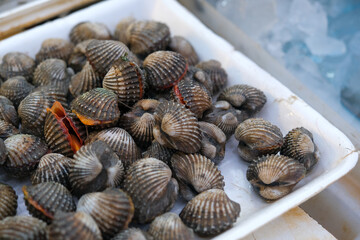 Close Up Sea Cockle Or Shell Mussels. Asian Seafood Concept