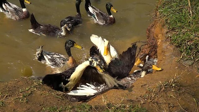 The bird duck and ducklings in ultra slow motion at 500fps
