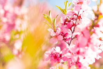 Beautiful, pink flowers of decorative almonds. Flowering of shrubby almonds, in a clearing, with pink flowers. Wonderful shrubby almonds, in a field, on a small hill.