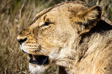 Lion in grass