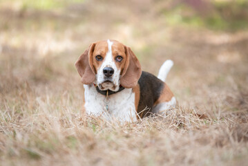 Young beagle dog lying in the golden grass