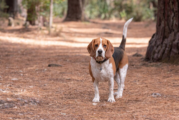 Young beagle dog standing in the forest