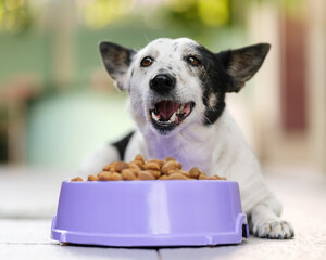 Cute black and white dog eating kibble dog food from a bowl in backyard.