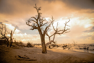 Driftwood on the beach