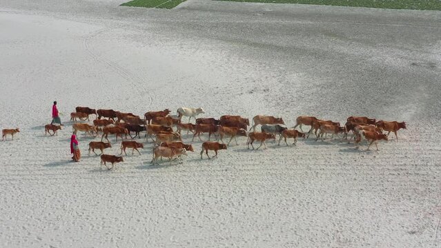 Cow herding in river sandbar in Gaibandha, Bangladesh.