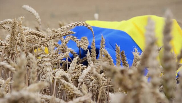 Blue and yellow flag in a wheat field. Wheat ears on the background of the Ukrainian flag Grain export. The concept of independence. The concept of freedom. War in Ukraine. .Ukrainian flag in wheat.
