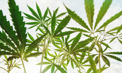 marijuana field grow cannabis