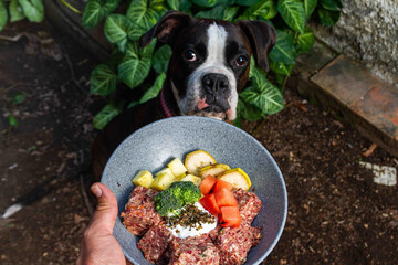 Boxer dog eating complete natural food with meat, bones, offal, fruits and veggies
