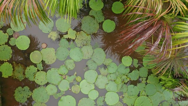 4k Aerial shot for amazon river and the rain forest in brazil rainforest.
shot on MAVIC 2 PRO hasselblad rendered prores 422HQ REC709