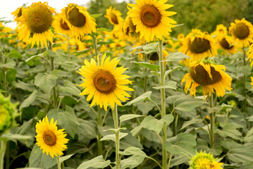 Yellow sunflowers flower blooming heads in farm field