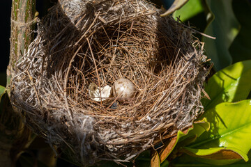 Photo of a bird's nest in a tree with two eggs, one of them already hatched