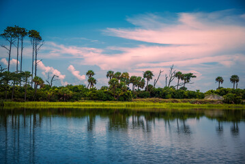 Palm trees on the beach