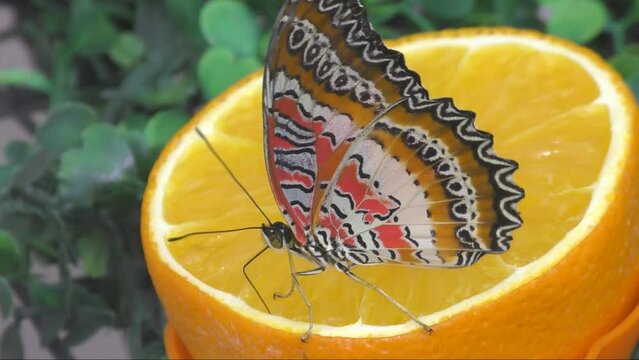 The Golden-eyed Biblis butterfly (Cethosia Biblis) is a species of heliconid butterfly belonging to the family Nymphalidae 