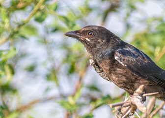 A Closeup of a drango