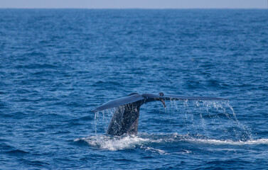 Whale tail; Fluking whale; A Blue whale showing its fluke just before it took a deep dive; blue whale tale; blue whale from sri lanka; blue whale; blue whale tail	