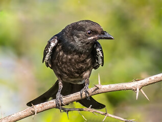 A Drango resting on a branch