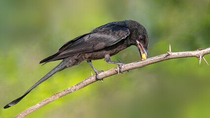 A Drango with a food in his beak
