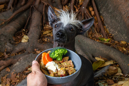 Xolo breed dog waiting for natural raw food bowl