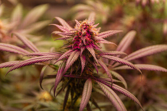 Cannabis Flower Trichomes on Indoor grow tent, Marijuana Legal Dispensary Macro High THC CBD Strain Large Bud