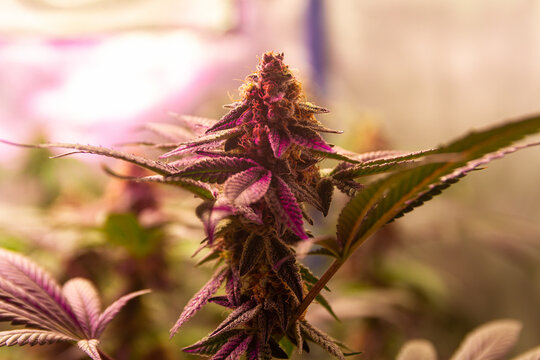 Cannabis indica flower bud grown indoors, medical legal marijuana 
