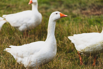 Gęś © Katarzyna